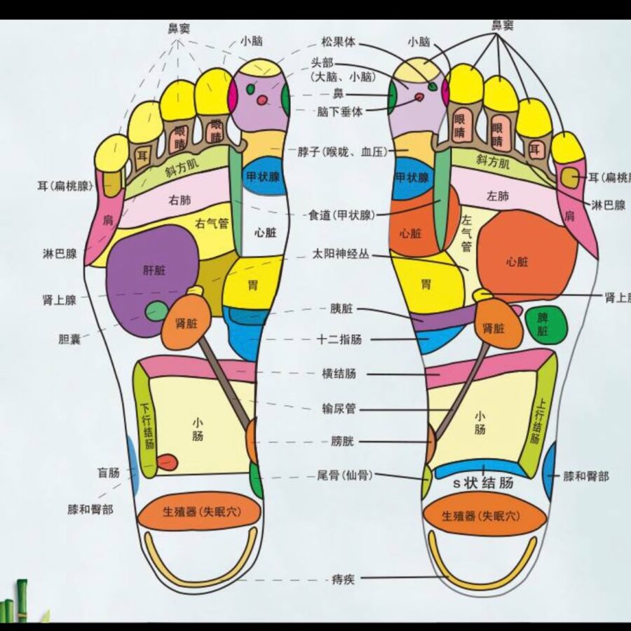 Reflexology Foot Chart